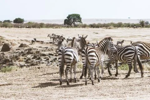 Beautiful zebra patterns Foto stock