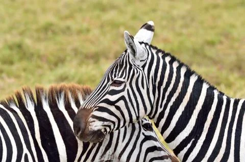 Beautiful zebra patterns Stock Photos