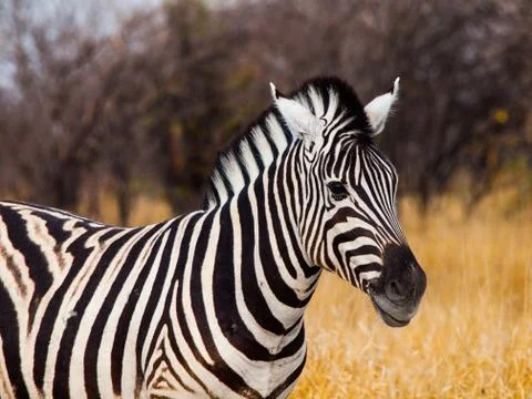Beautiful zebra 写真素材