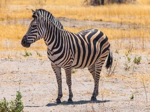 Beautiful zebra Stock Photos