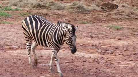 Beautiful zebra strolling alone across dry red soil landscape Stock Footage 335373028