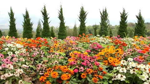 Beautiful zinnias  Stock Footage 33495397