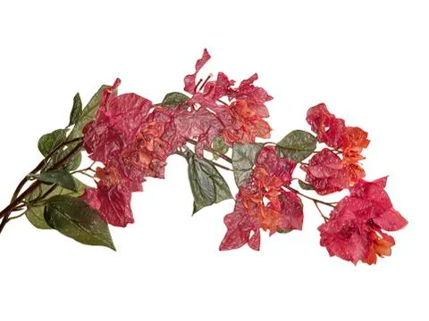 Beautiful_red_flowers_in_plastic_effect Stock Photos