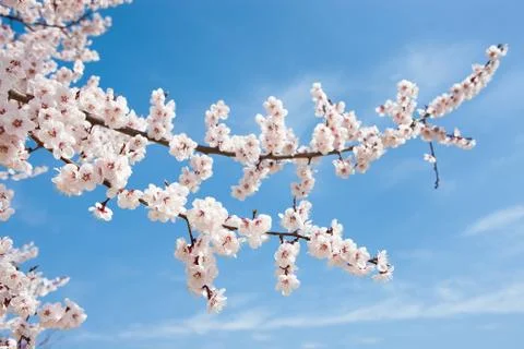 Beautiful cherry Stock Photos
