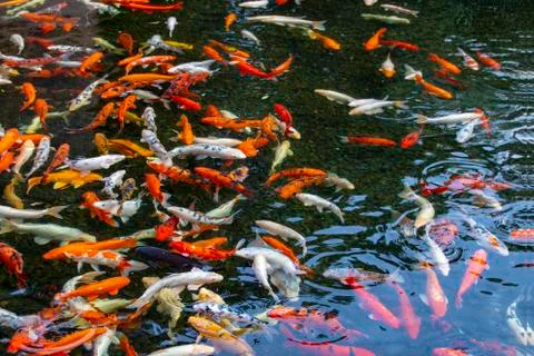 Beautifulfish multi-colored carps fish swimming in the lake Stock Photos