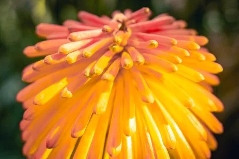Beautifull and colorful plants and flowers. In the Jardim Botanical garden Stock Photos