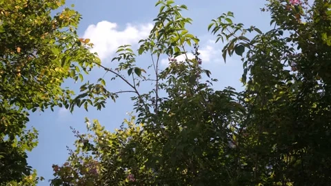 Beautifull blue sky between the trees Stock Footage 138900575