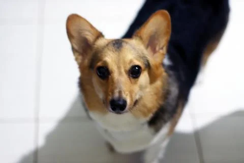 Beautifull Corgi Foto stock