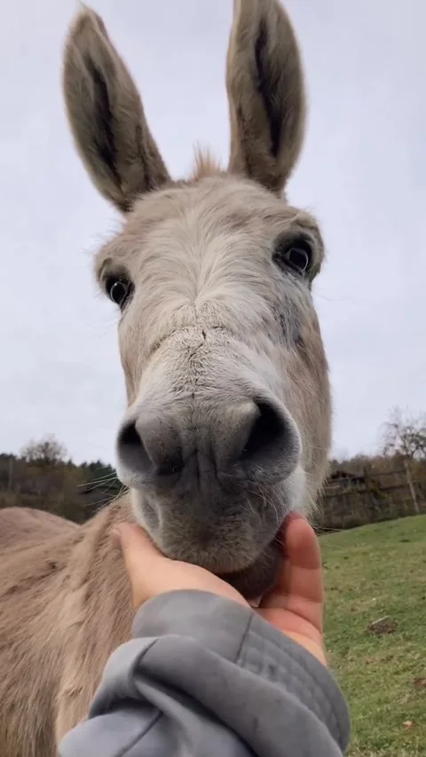 Beautifull donkey Stock Footage 274564325