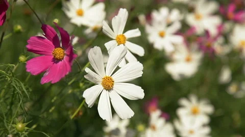 Beautifull Flovers Stock Footage 60960809