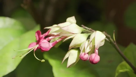 Beautifull flowers 스톡 동영상 331034637