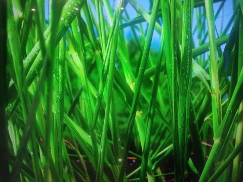 BEAUTIFULL GRASS Foto stock