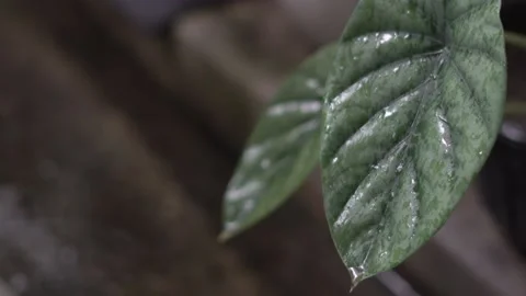 Beautifull Leaf the JUNGLE Stock Footage 225241238