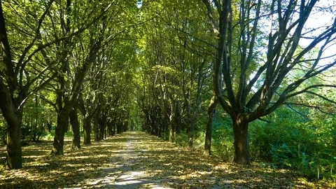 Beautifull park trees Stock Footage 82280360