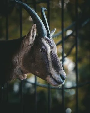 Beautifull portrait of a brown and white goat Stock Photos