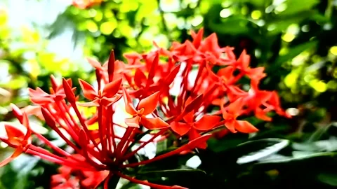 Beautifull red flower Stock Footage 196902017