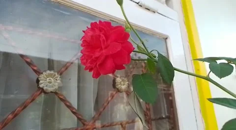 Beautifull  Rose and Window Stock Footage 219980590