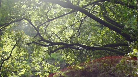 Beautifull shot of pine trees and forest with perfect golden light and flares Stock Footage 88791283