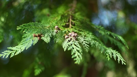 Beautifull shot of pine trees and forest with perfect golden light and flares Stock Footage 88791292