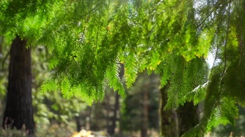 Beautifull shot of pine trees and forest with perfect golden light and flares Stock Footage 88791305