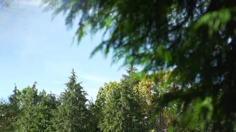 Beautifull shot of pine trees and forest with perfect golden light and flares Stock Footage 88791306