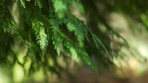 Beautifull shot of pine trees and forest with perfect golden light and flares Stock Footage 88791310