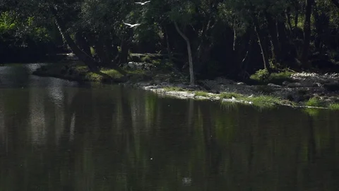 Beautifull shot of pine trees and forest Stock Footage 128967370