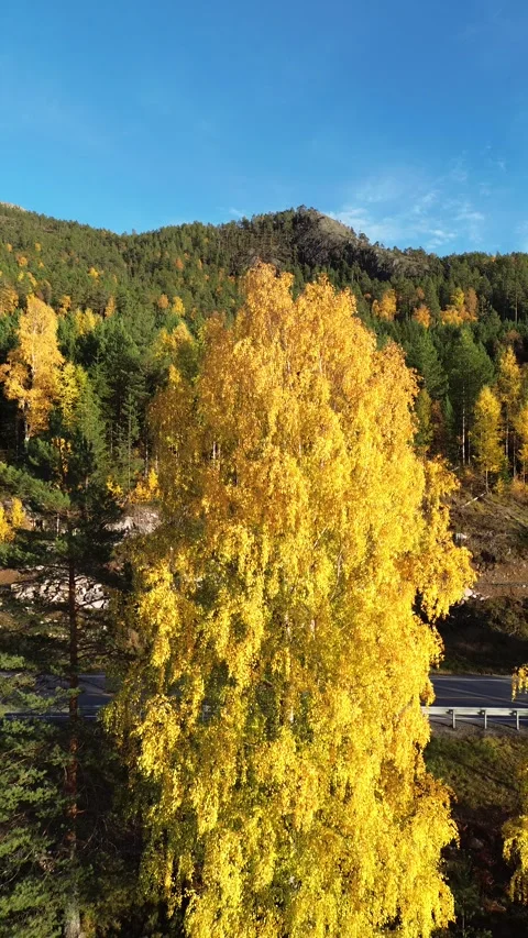 Beautifull shot, of a yellow tree and ending in overvieuw sunbathing lake Stock-Footage 319828811