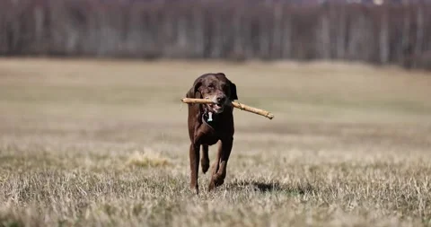 Beautifull slowmotion shot of a german pointer brown dog with red collar running Stock Footage 236855717