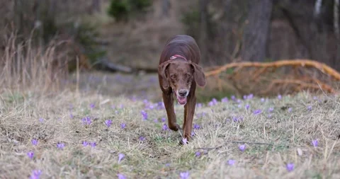 Beautifull slowmotion shot of a german pointer brown dog with red collar running Stock Footage 236856040