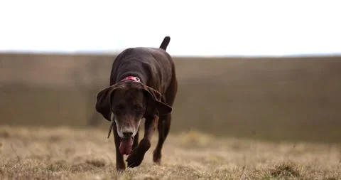 Beautifull slowmotion shot of a german pointer brown dog with red collar running Stock Footage 236856086