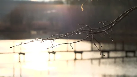 Beautifull sunlight filtering trough tree branches, stock video Stock Footage 87570734