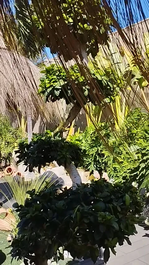 Beautifull tree in the garden Stock Footage 255184336