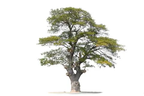 Beautifull tree Stock Photos