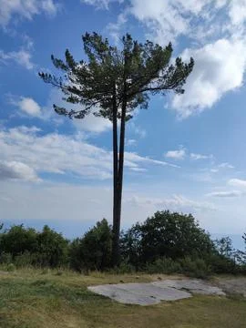 Beautifull tree Stockfoto's