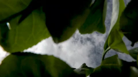 A beautifull view of the tea leaves falling down in Talawakella Stock Footage 256587547