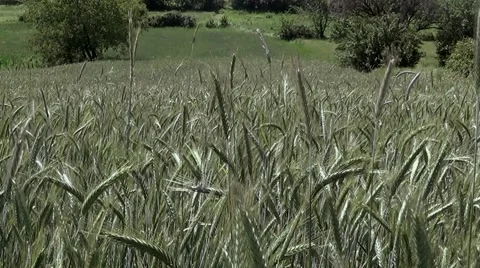 Beautifull Wheat Field Video stock 63368870