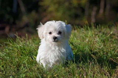 Beautifull white dog Stock Photos