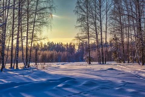 Beautifull winter coniferous forest covered with snow Stock Photos