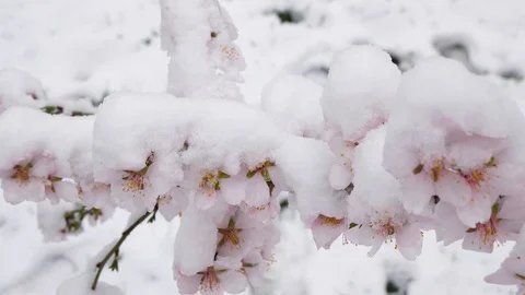 Beautifully blooming cherry tree with pink flowers in March. snow covers flowers Stock Footage 128011555