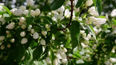 A beautifully blooming tree moves in the wind. The park. Nature. Stock Footage 154396099