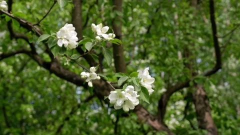 A beautifully blooming tree moves in the wind. The park. Nature. Stock Footage 154396136