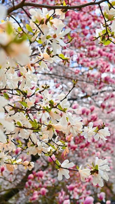Beautifully blooming tree in spring. Big white and pink flowers of magnolia. Low Stock Footage 316554489
