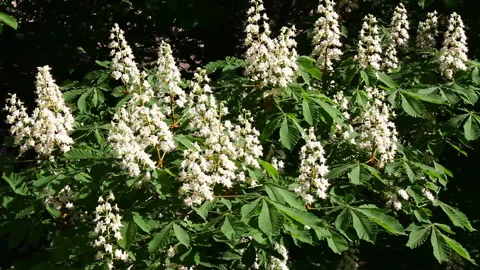 Beautifully blossoming chestnut trees. Video stock 101172931