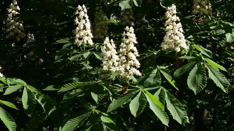 Beautifully blossoming chestnut trees. Video stock 101173252