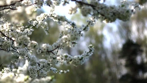 Beautifully blossoming tree branch apple. Spring flowers Stock Footage 129958041