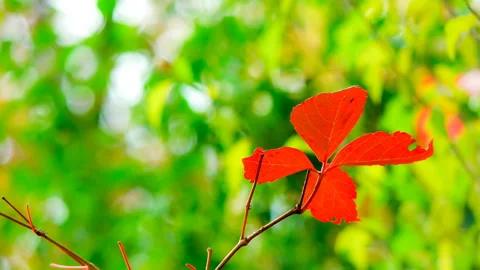 Beautifully colored autumn leaves. Vidéo 145976853