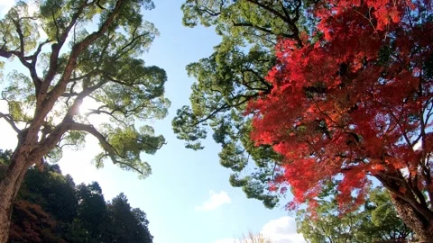 Beautifully colored huge maple trees in autumn sky Stock Footage 202169142