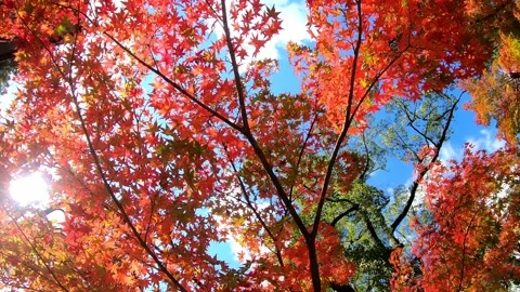 Beautifully colored huge maple trees in autumn sky. Rotating, Panning shot. Stock Footage 202244748