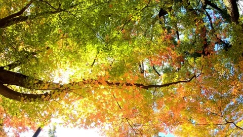 Beautifully colored huge maple trees in autumn sky. Rotating, Panning shot. Stock Footage 202246891